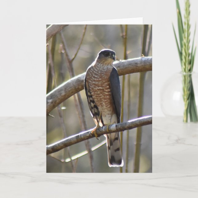Merlin Falcon - Cartão de Arte Quadro (Frente)