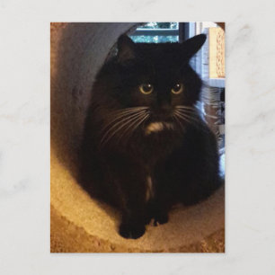 Merlin no cartão postal do túnel