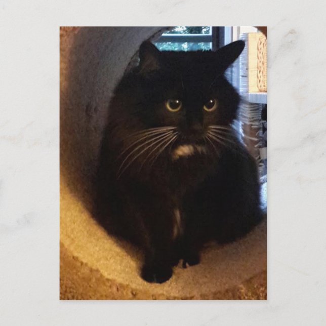 Merlin no cartão postal do túnel (Frente)