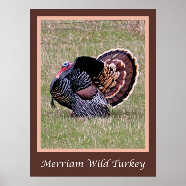 Merriam Wild Turkey Poster (Frente)