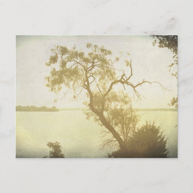 Mesquite Tree no cartão postal de Cedar Hill (Frente)