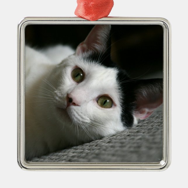 Metal Ornamento de Cat (Frente)