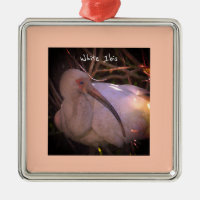 Ornamento de Foto de Pássaro Ibis Branco