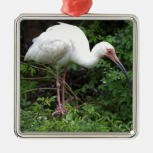 Metal Ornamento de Foto Ibis Branco
