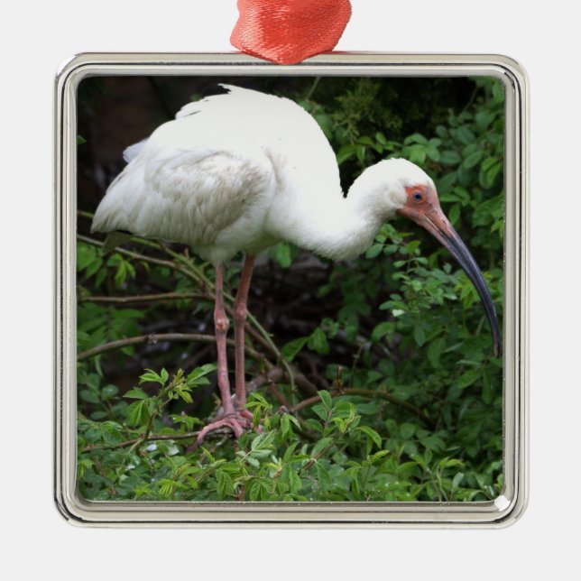 Metal Ornamento de Foto Ibis Branco (Frente)
