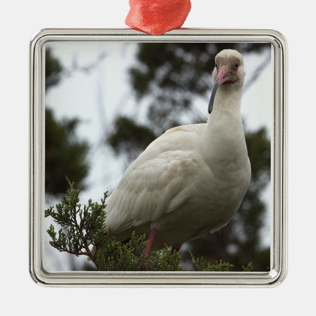 Metal Ornamento de Foto Ibis Branco (Frente)