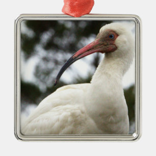 Metal Ornamento de Foto Ibis Branco