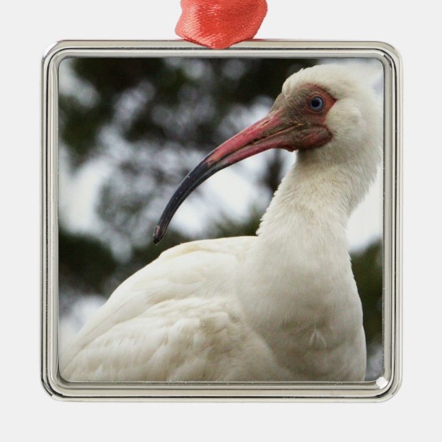 Metal Ornamento de Foto Ibis Branco (Frente)