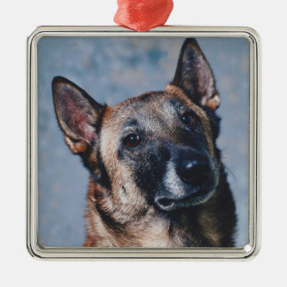 Metal Ornamento de Malinois do belga