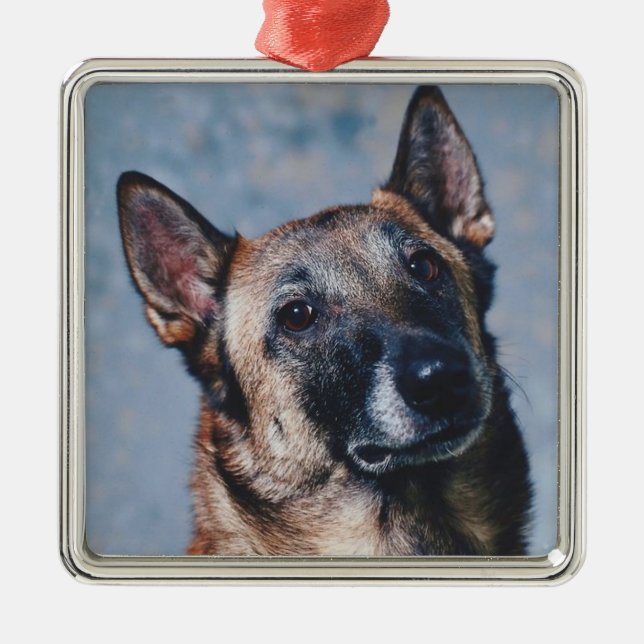 Metal Ornamento de Malinois do belga (Frente)