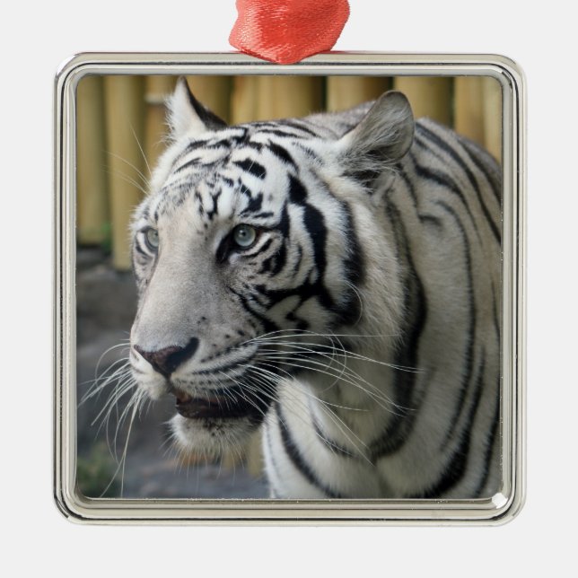Metal Ornamento Premium de Tigre Branco (Frente)