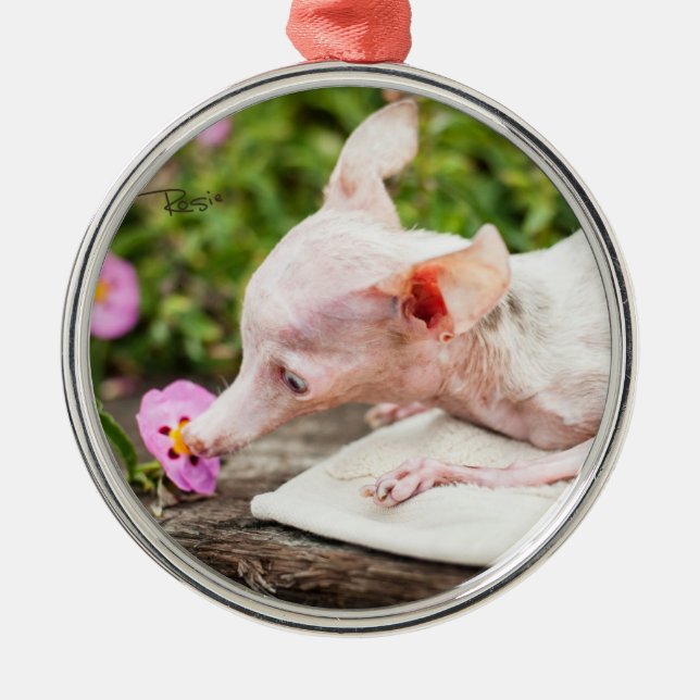 Metal Tudo Ornamento de Foto Rosie (Frente)
