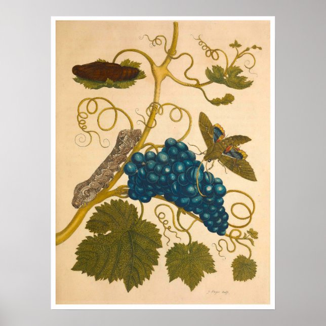 Metamorfose Insectorum Surinamensium Impressão (Frente)