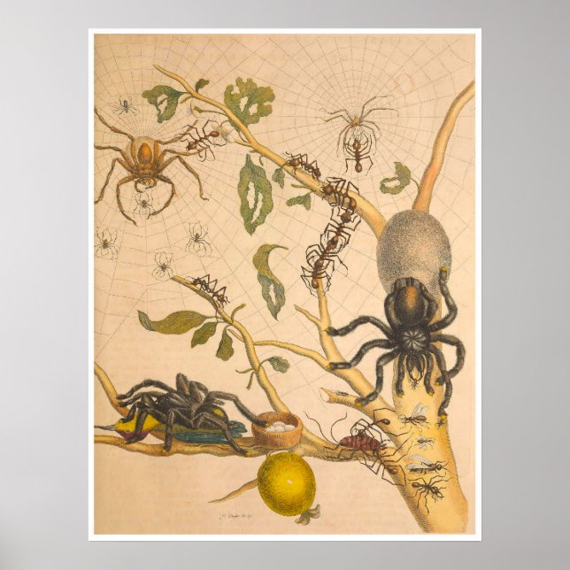 Metamorfose Insectorum Surinamensium Impressão (Frente)