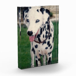 Meu Amigo Pet Carrega Sua Própria Imagem Cachorro 