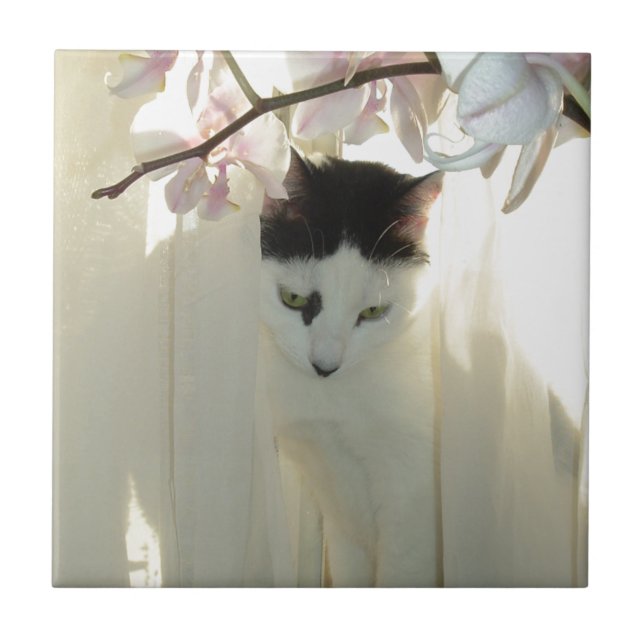 Meu Bonito Gato de Gatinho Branco e Preto (Frente)