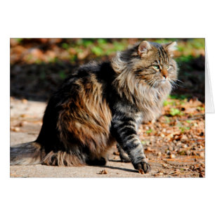 Meu Cartão de Gato Acorn Maine Coon