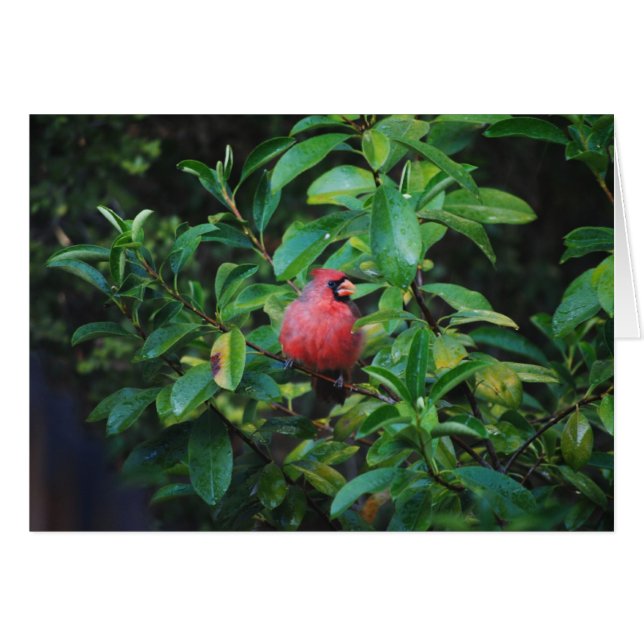 Meu cartão do cardeal das virtudes (Frente horizontal)