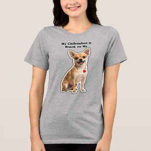 Meu Chihuahua é grudado em mim Amante de cachorro