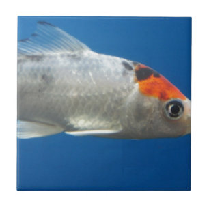 Meu Peixe de Peixe Koi