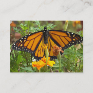 Meus cartões de visitas de borboleta Monarch
