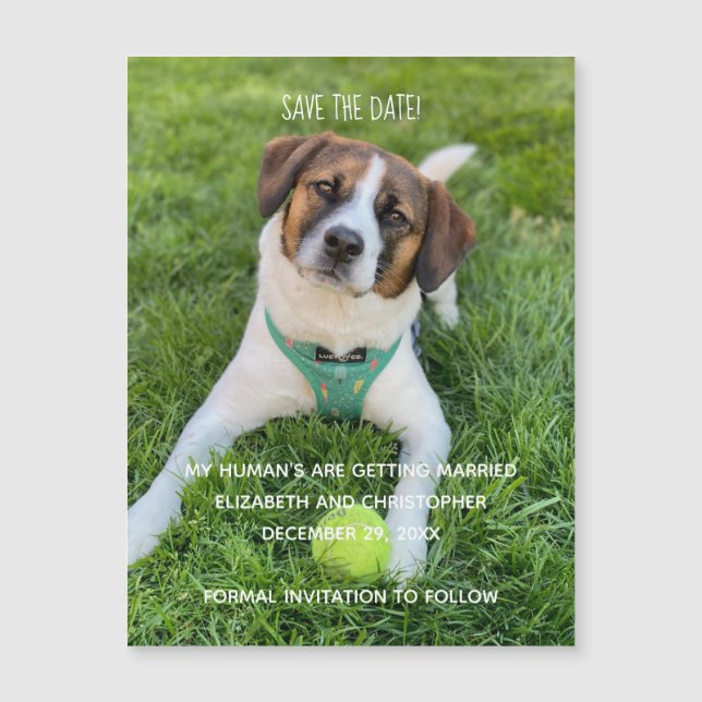 Meus humanos estão se casando Foto para salvar a d (Frente)