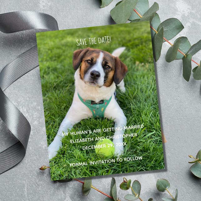 Meus Humanos Estão se Casando Foto Salve a Data (My Human's Are Getting Married Dog Cat Photo Save the Date Cards.)