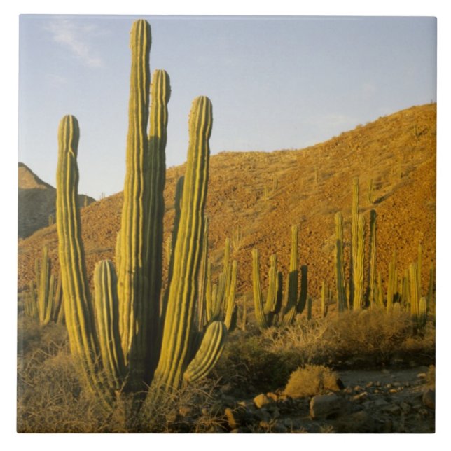 México, Baja, Ilha Catalina de Papais noeis, Mar d (Frente)