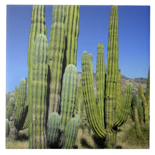 México, Sonora, San Carlos. Saguaro & Organ Pipe