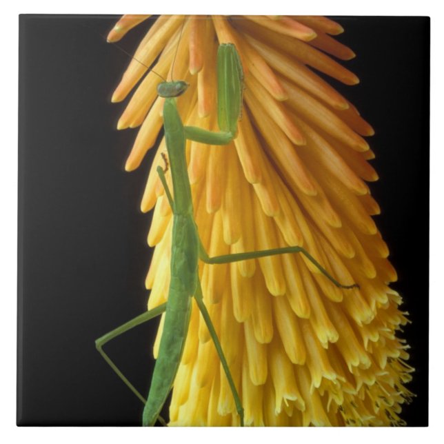 Michigan, Rochester Colinas. Rezando Mantis em Ver (Frente)