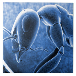 Micrografia Nano do microscópio de elétron da