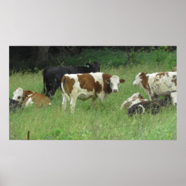 Midwest Cows Grazing in the Fields Poster