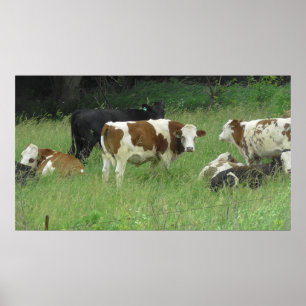 Midwest Cows Grazing in the Fields Poster