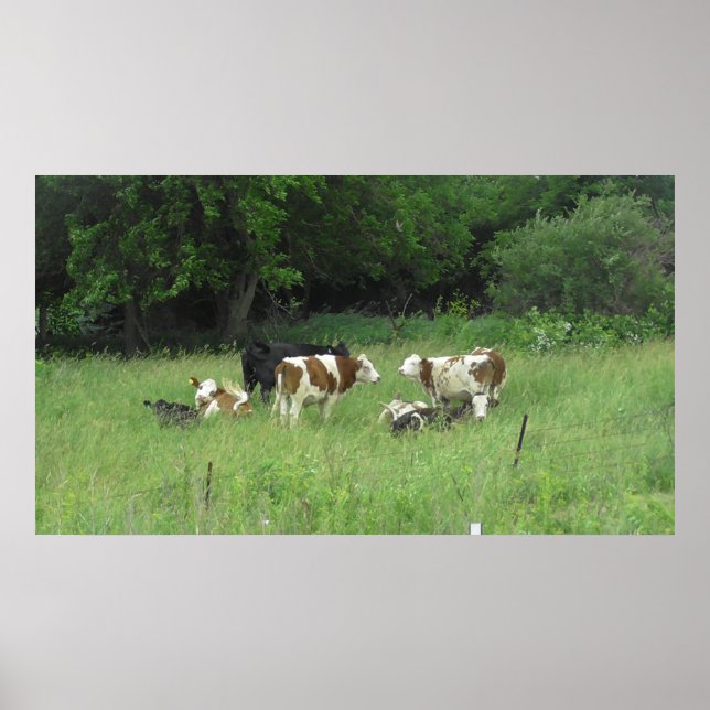 Midwest Cows Grazing in the Fields Poster (Frente)