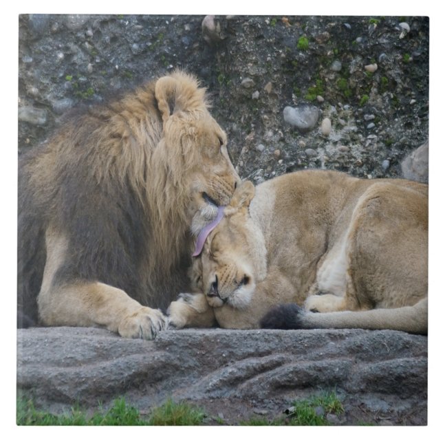 Mighty Lion Love (Frente)