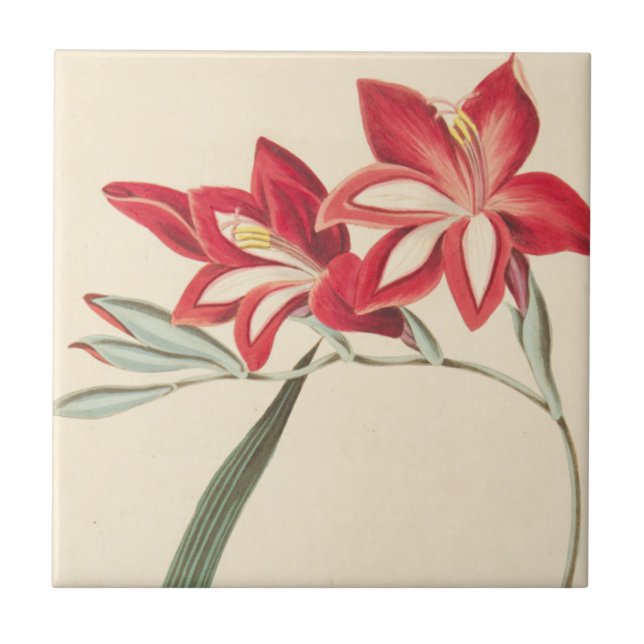 Milho-Bandeira magnífica (Frente)