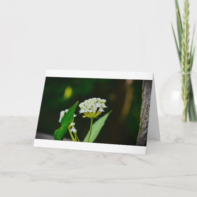 Milkweed, cartão (Frente)