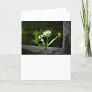 Milkweed, cartão