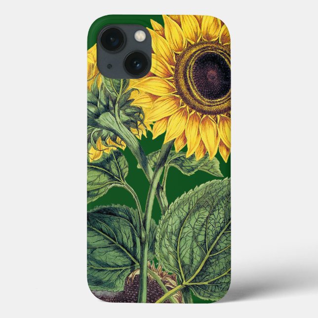Miller: Sunflower (Verso)