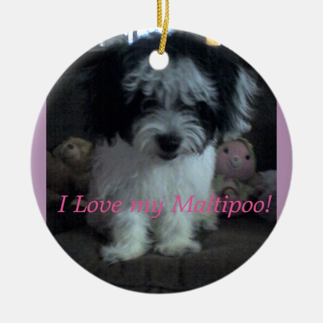 Mim Lovee meu Maltipoo! Ornamento (Frente)