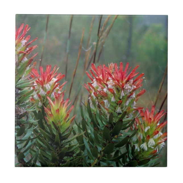 Mimetes Comuns (Mimetes Cucullatus) (Frente)