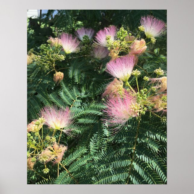 Mimosa Tree Blooms Poster (Frente)
