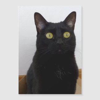 Minha Panela (Pantera)