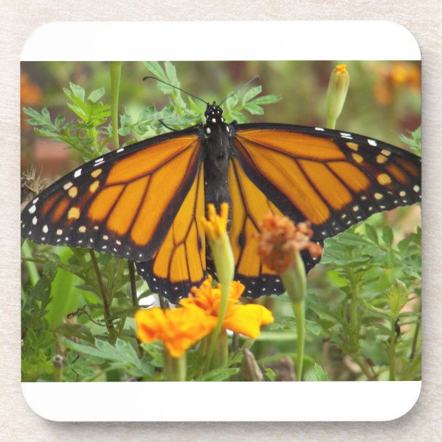 Minha porta copos de cortiça-borboleta Monarch (Frente)