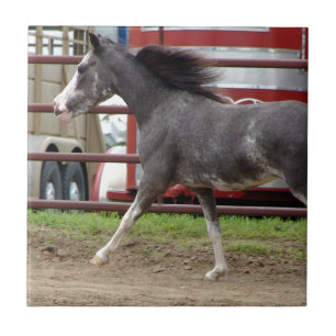 Mini Cavalo na Classe Liberdade