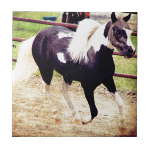 Mini cavalo na liberdade