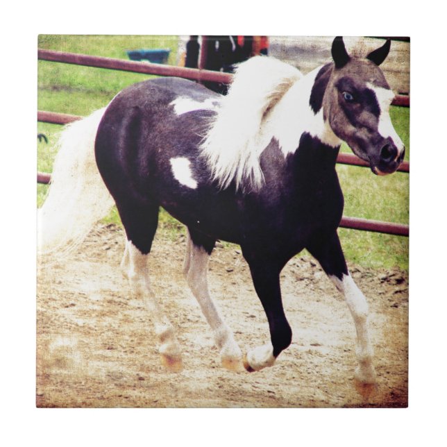 Mini Cavalo na Liberdade (Frente)