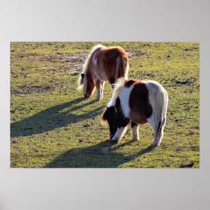 Mini Cavalos Poster