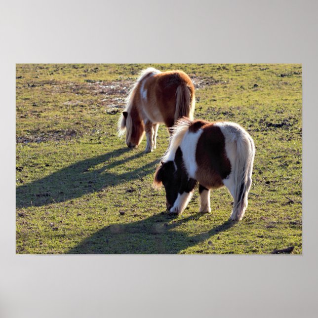 Mini Cavalos Poster (Frente)