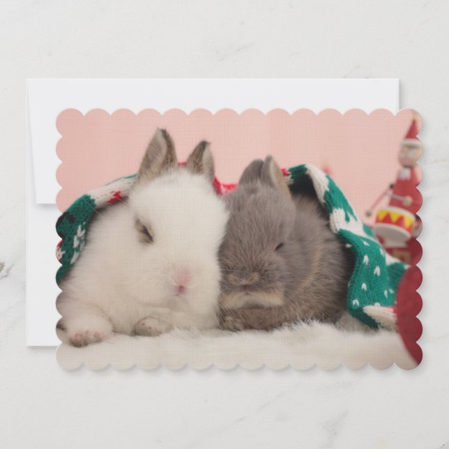 Mini coelhos (Frente)
